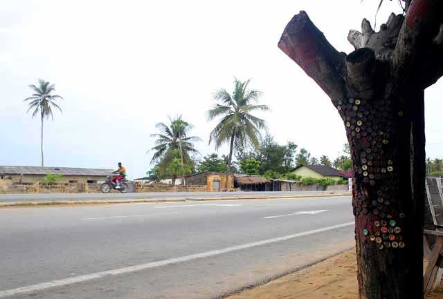 The elusive West African Bottle Cap tree