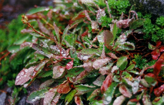 sodden morning foliage