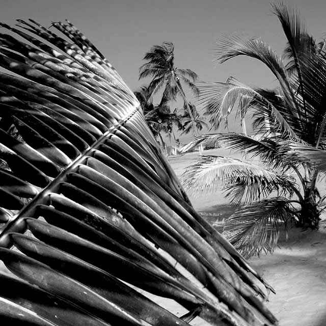 Palm fronds