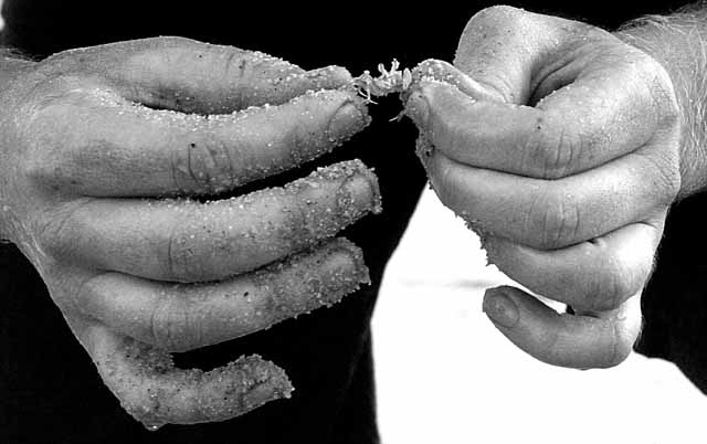 some sort of sand crab