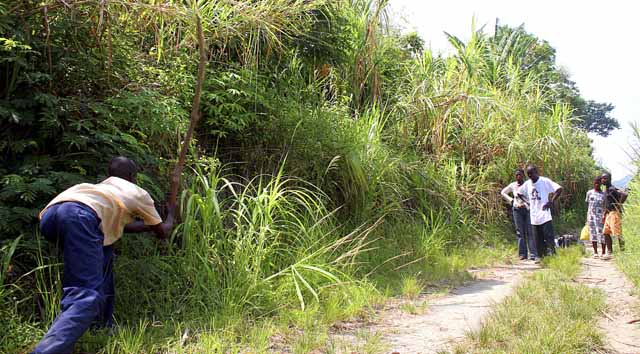 A man beats a snake to death