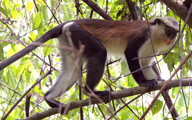 a monkey, in a monkey sanctuary!