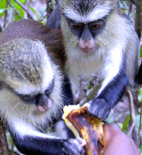 Feeding the monkeys mangos