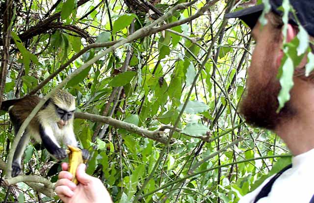 Karl feeds the monkeys