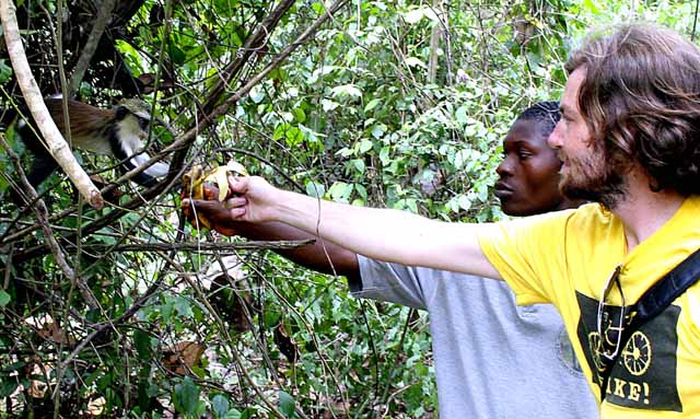 I try to feed the monkeys