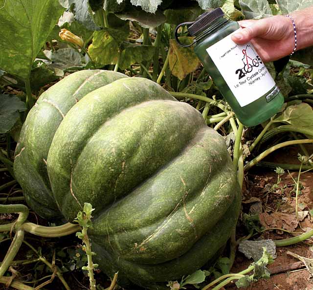 Giant Squash