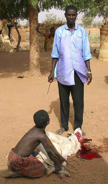 Himado and the sheep