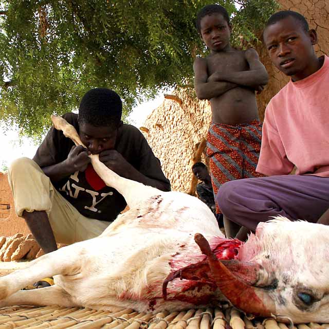 Blowing up the sheep