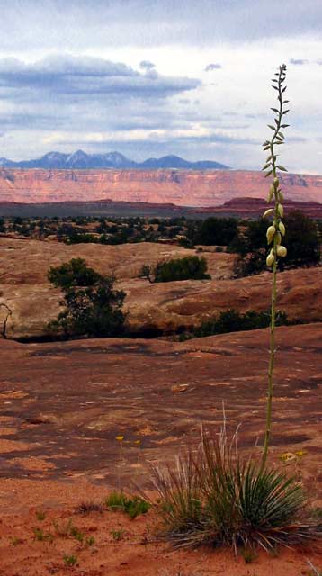 Needles District of Canyonlands