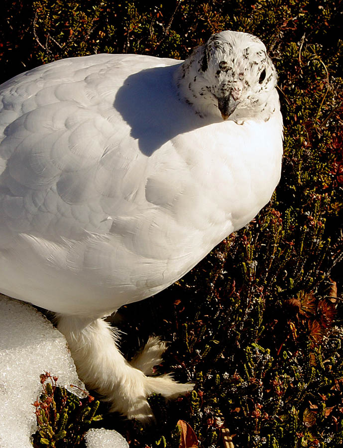 Some sort of furry-footed snow bird