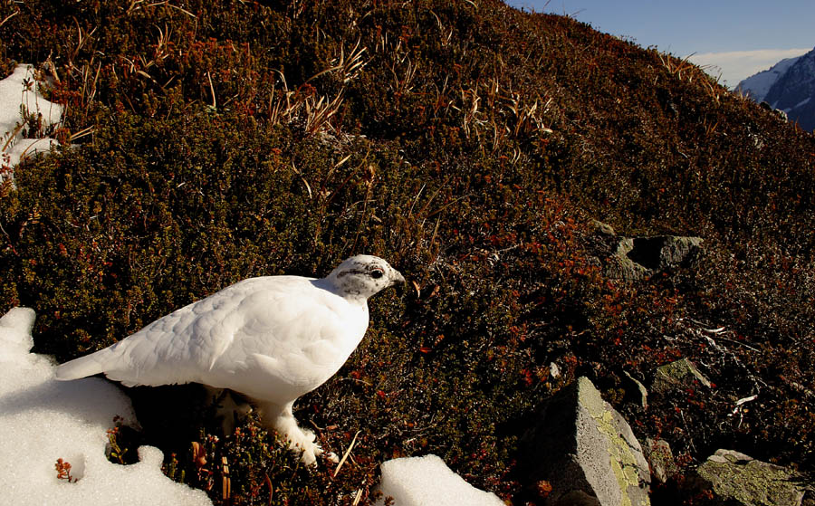 A furry-footed snow bird