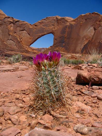 Steven's Arch and cactus in bloom