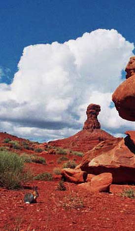 Rabbit in the Valley of the Gods