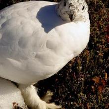 Some sort of furry-footed snow bird