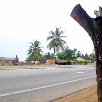 The elusive West African Bottle Cap tree