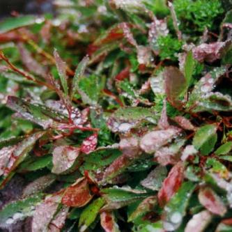 sodden morning foliage