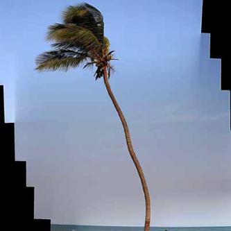 Palm tree