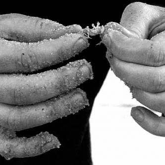 some sort of sand crab