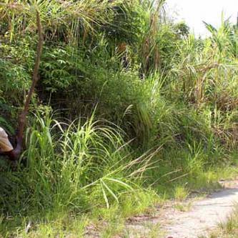 A man beats a snake to death