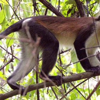 a monkey, in a monkey sanctuary!