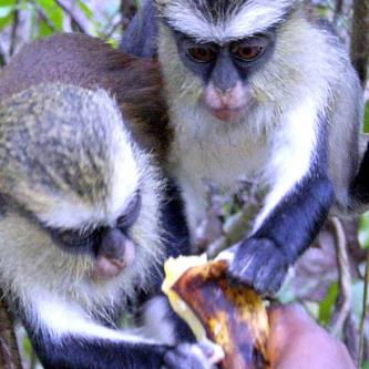 Feeding the monkeys mangos