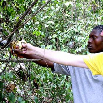 I try to feed the monkeys