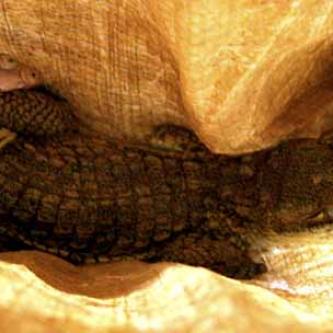 Baby crocodile