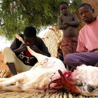 Blowing up the sheep