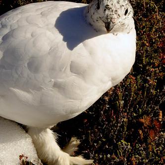 Some sort of furry-footed snow bird