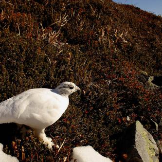 A furry-footed snow bird