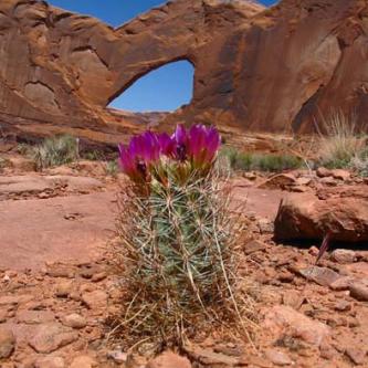 Steven's Arch and cactus in bloom